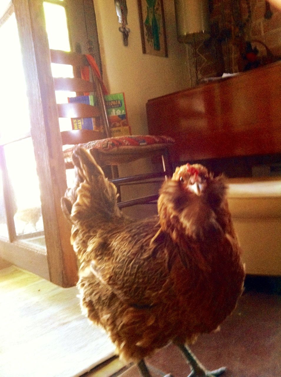 Readers show their chickens